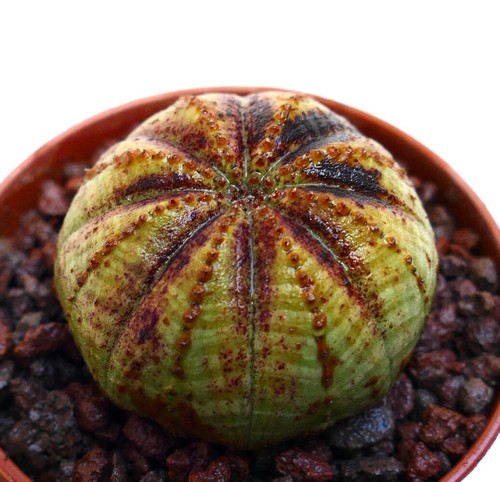 Euphorbia obesa yellow super - &,