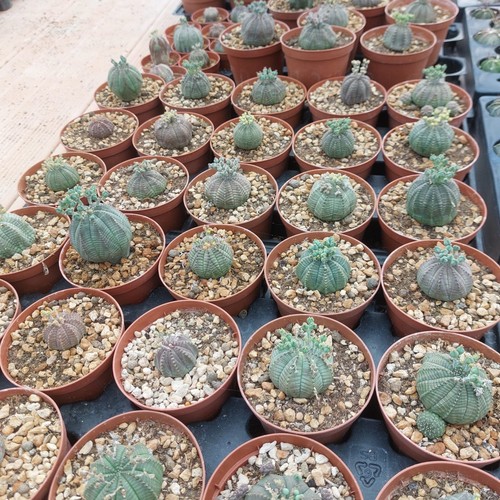 Euphorbia obesa - euphorbia,