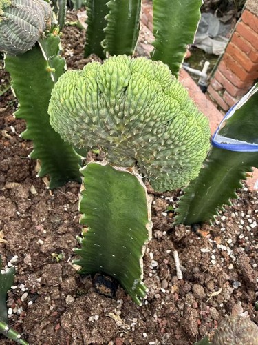 Euphorbia obesa cristata
