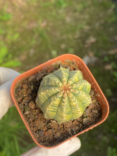 Euphorbia obesa variegato
