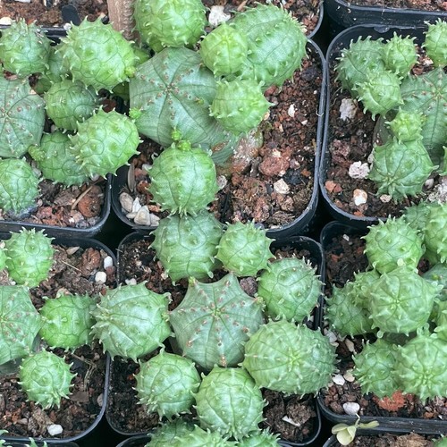 2pcs euphorbia obesa gruppo - obesa,