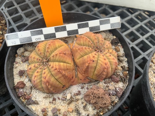 473 euphorbia obesa - euphorbia,
