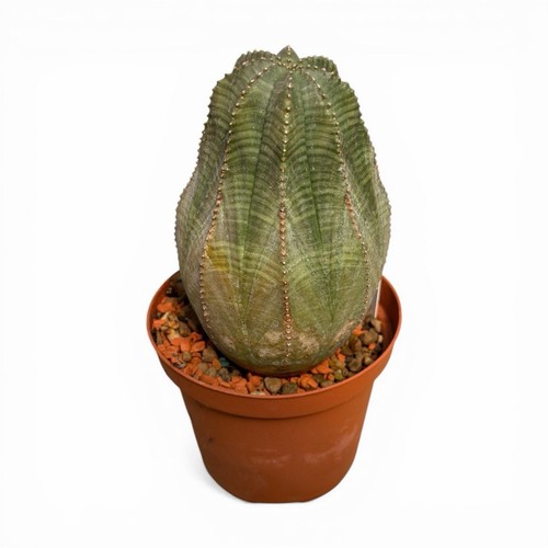 Euphorbia obesa root - on,