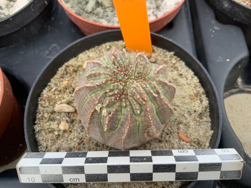 043 euphorbia obesa - 043,