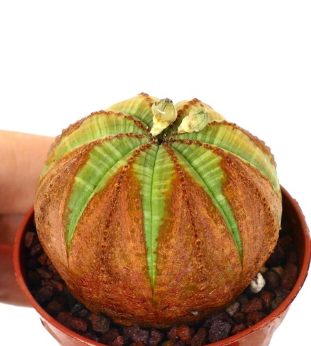 Euphorbia obesa selected - obesa, brown