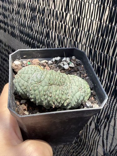 Raro cactus euphorbia - raro, obesa