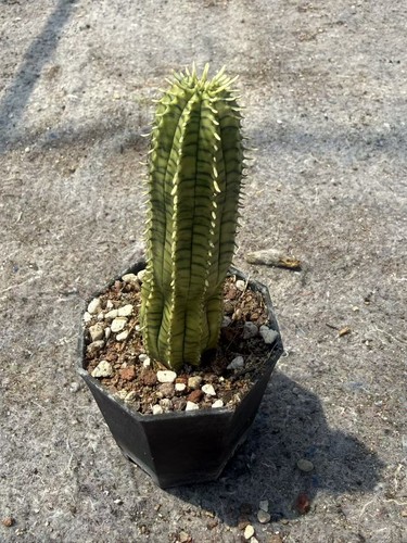 Euphorbia obesa pianta - , bonsai