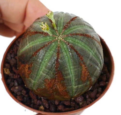 Euphorbia obesa selected c51 - obesa,