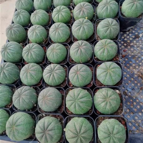 Rara pianta cactus - rara,