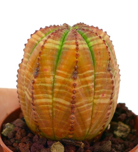 Euphorbia obesa brown - euphorbia,
