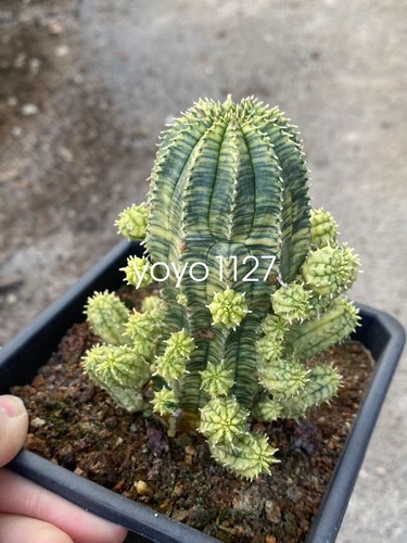 Gancio multiteste euphorbia - gancio,