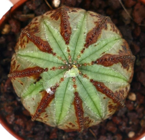 Euphorbia obesa light green - obesa,