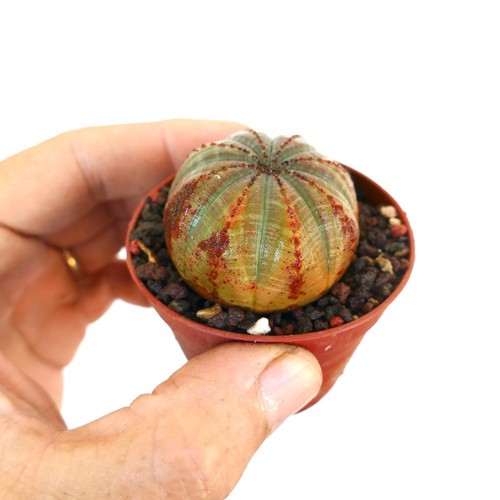 Euphorbia obesa light - obesa, green
