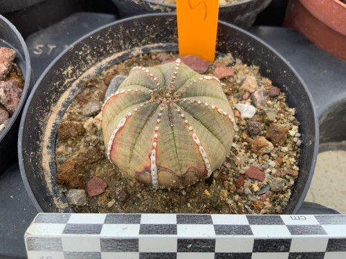 975 euphorbia obesa - euphorbia,