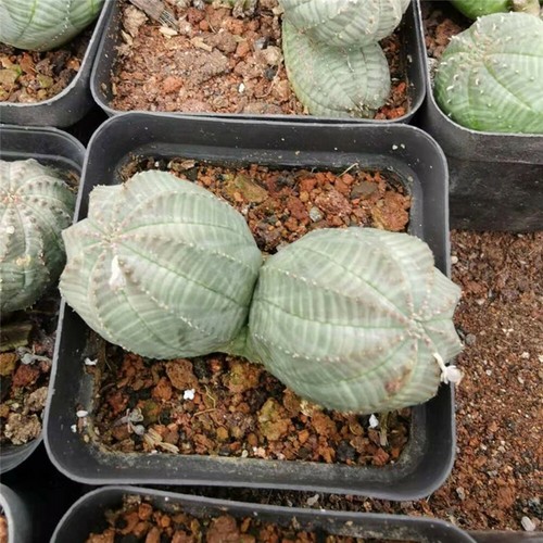 Pianta cactus succulenta - pianta, di