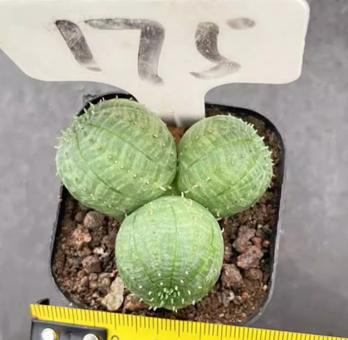 Euphorbia obesa teste multiple
