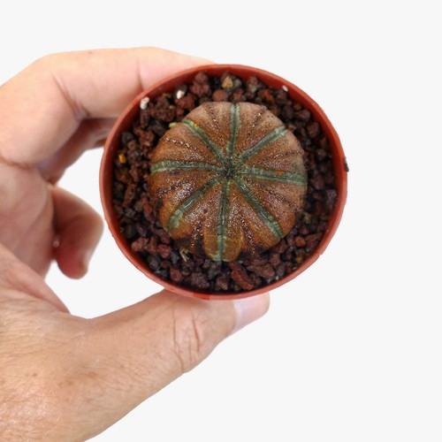 Euphorbia obesa super brown - euphorbia,
