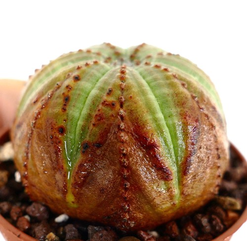 Euphorbia obesa - , areas)
