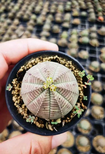 Euphorbia obesa astrophytum - euphorbia,