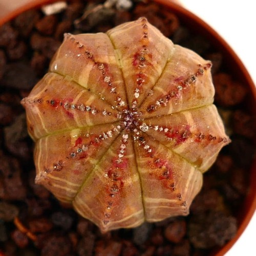 Euphorbia obesa red orange - euphorbia,