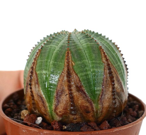 Euphorbia obesa slightly - euphorbia,