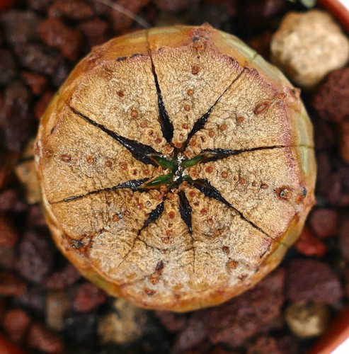 Euphorbia obesa super brown - obesa, (super