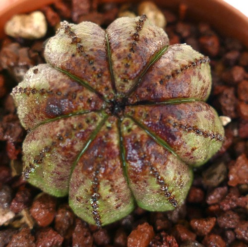 Euphorbia obesa eight ribs - euphorbia,