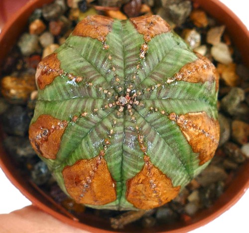 Euphorbia obesa super selected - euphorbia,