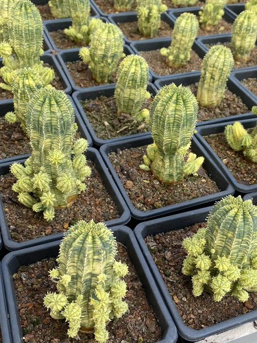 Gancio multiteste euphorbia - gancio,