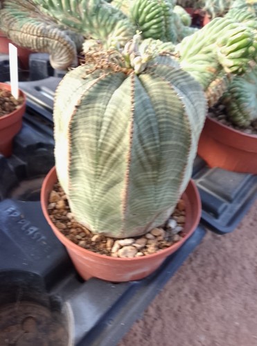 Euphorbia obesa big plant - obesa,