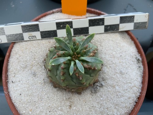 Wysiwyg 676 euphorbia - wysiwyg, x