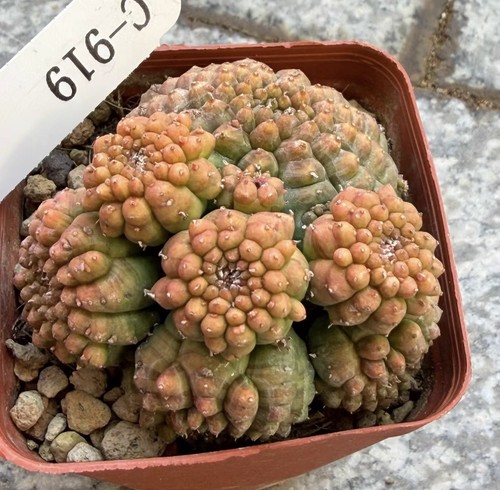 Euphorbia obesa texture - euphorbia,