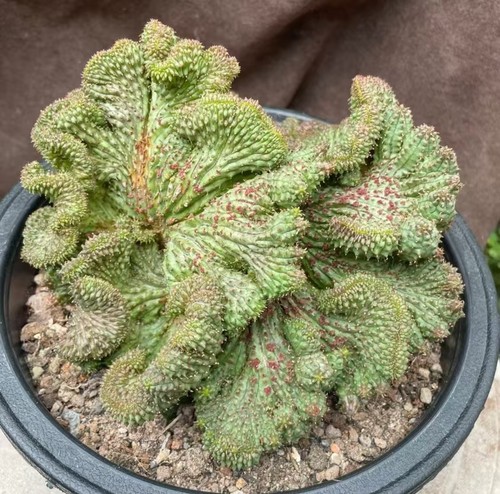 Vendita raro gancio cactus - raro,