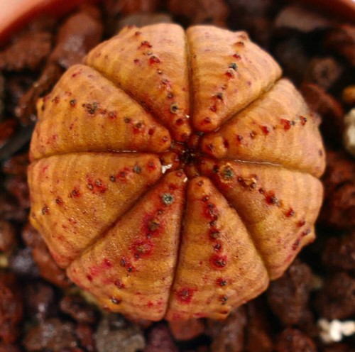 Euphorbia obesa red - euphorbia,