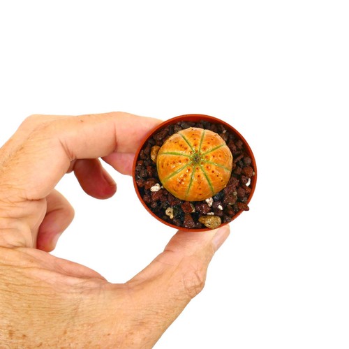 Euphorbia obesa orange ball - obesa,
