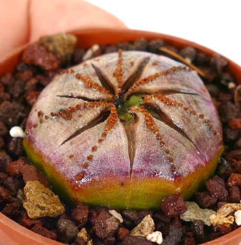 Euphorbia obesa - (pinkish, body)
