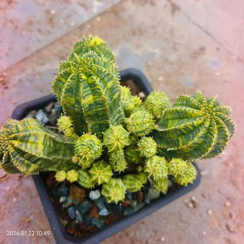 Rare cacti euphorbia obesa - cacti,