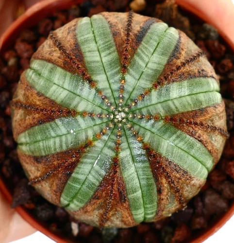 Euphorbia obesa green - obesa, star