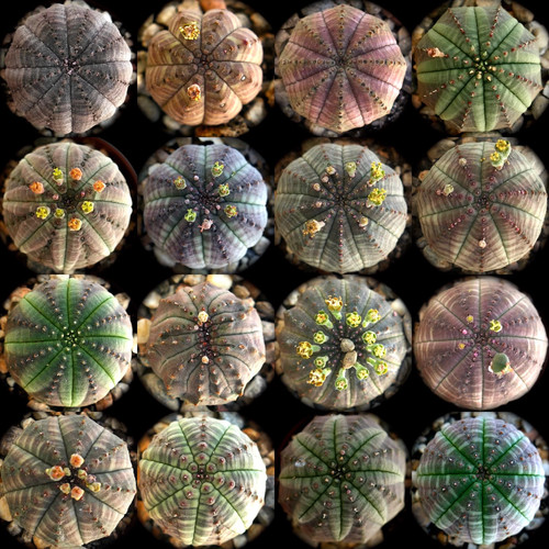 Euphorbia obesa 6cm - euphorbia,