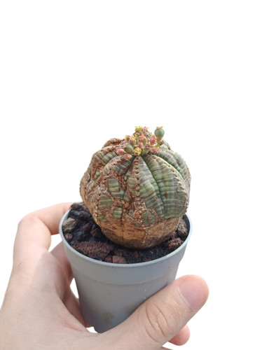 Euphorbia obesa rare - obesa,