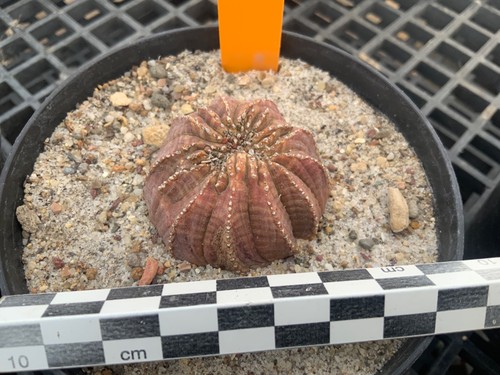 202 euphorbia obesa wysiwyg - euphorbia,