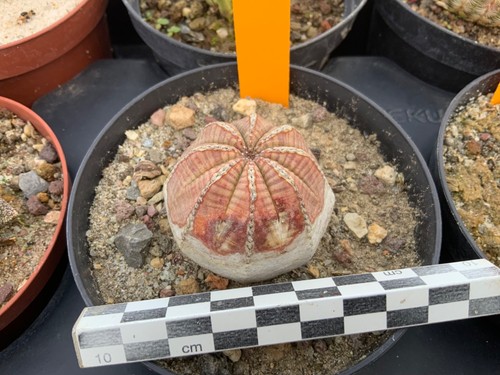 875 euphorbia obesa selection - euphorbia,