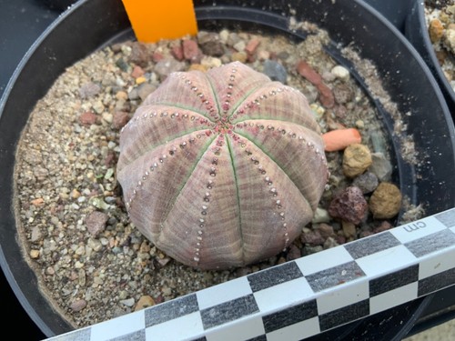 711 euphorbia obesa selection - 711,