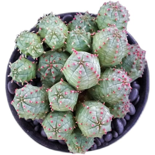 Pianta cactus succulenta - succulenta, 5