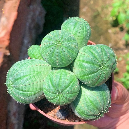 Euphorbia obesa teste - 5-6, cm
