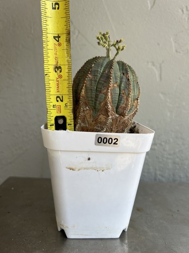 Eurphorbia obesa alto - eurphorbia,