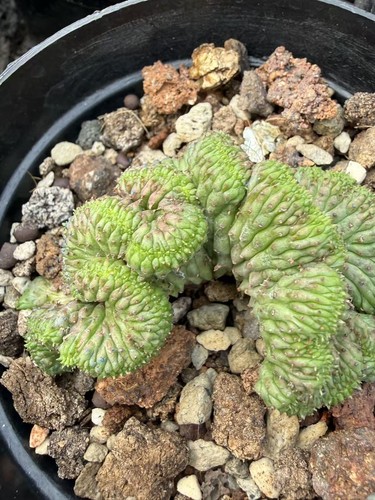 Cristata euphorbia obesa - euphorbia,