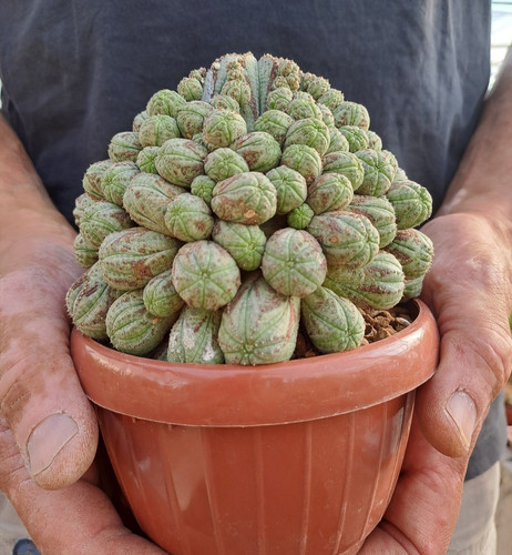 Euphorbia obesa prolifera - f.,