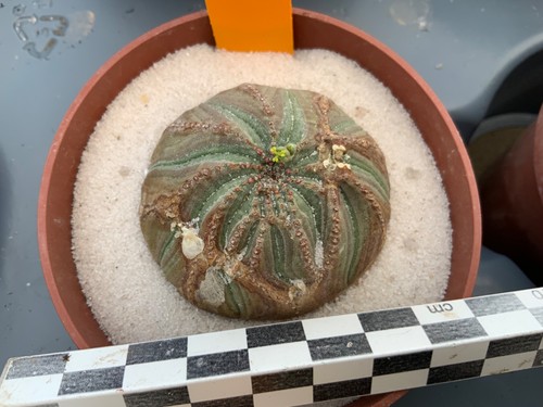 Wysiwyg 583 euphorbia obesa - 583,