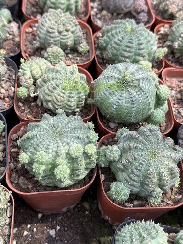 Rara pianta cactus - rara,